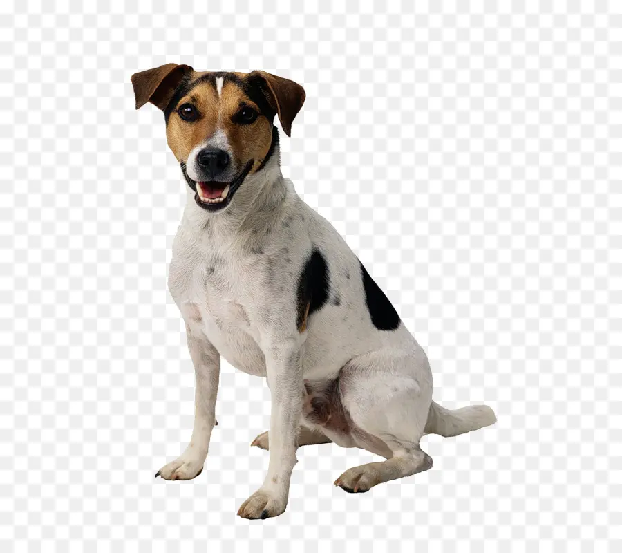 Chien，Animal De Compagnie PNG