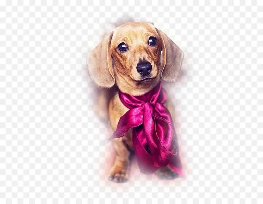 Chien Mignon Avec Noeud Rose，Chiot PNG