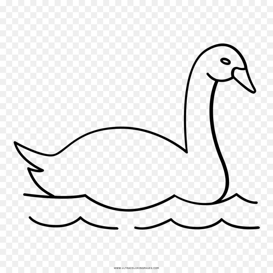 Cygne，Eau PNG