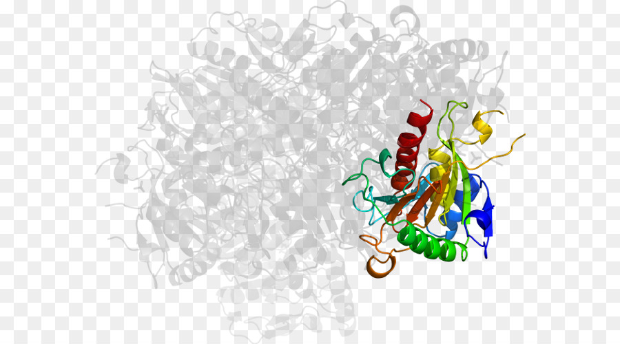 Structure Des Protéines，Biologie PNG