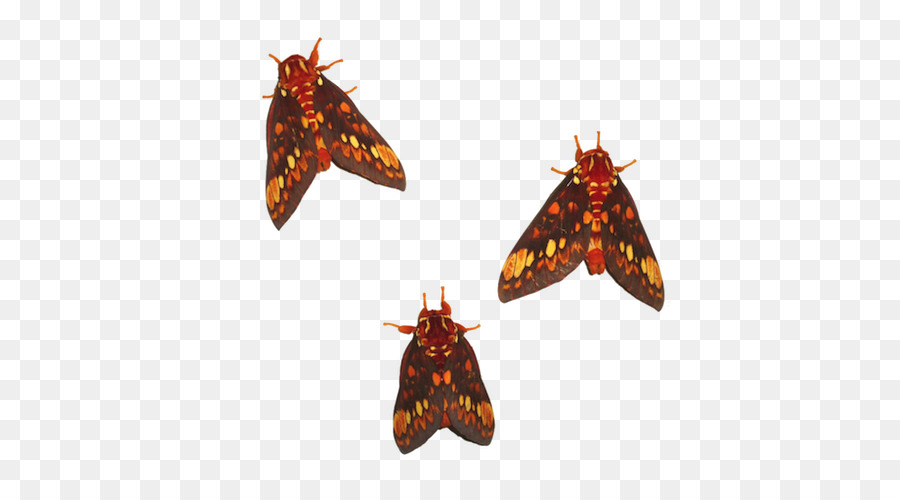 Papillon Monarque，Papillon PNG