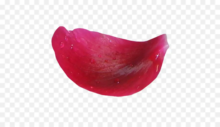 Pétale De Rose，Rouge PNG