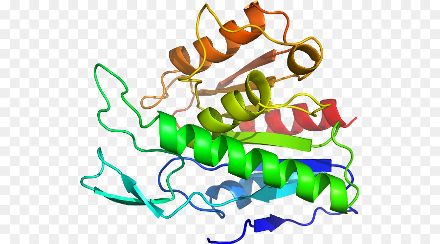 Structure Des Protéines，Molécule PNG