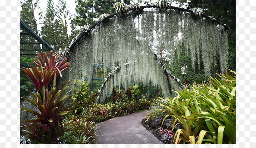 Jardin Botanique，D Eau PNG