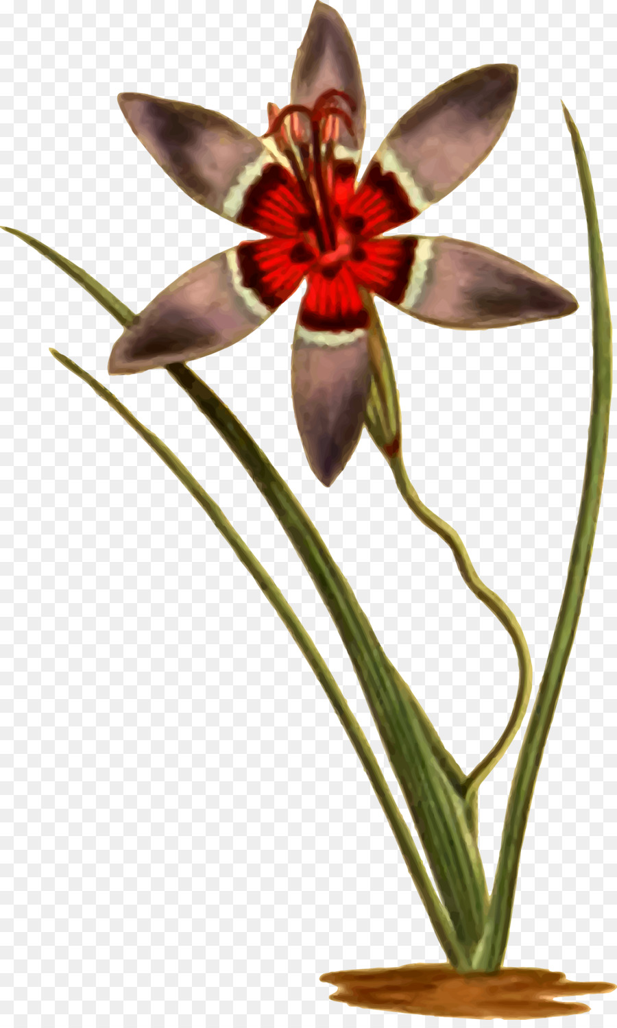 Jersey Lily，Cygnini PNG