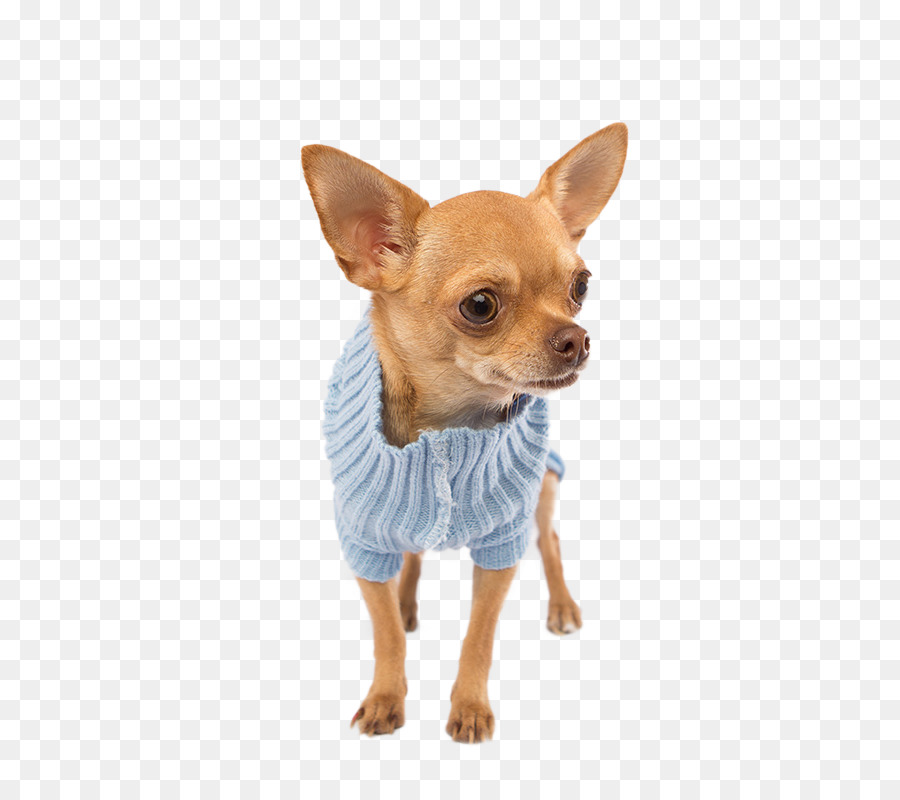 Petit Chien En Pull，Chihuahua PNG