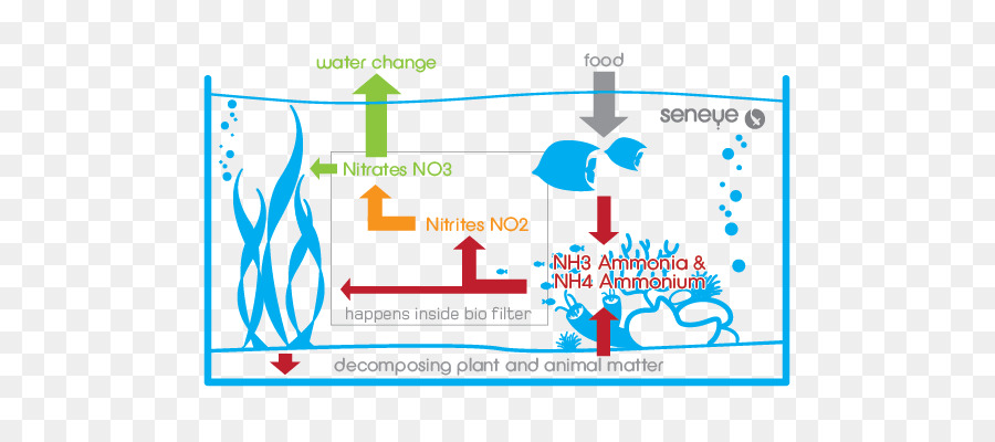 Cycle D'aquarium，Cycle De L'azote PNG
