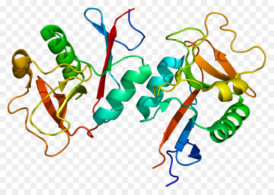 Structure Des Protéines，Molécule PNG