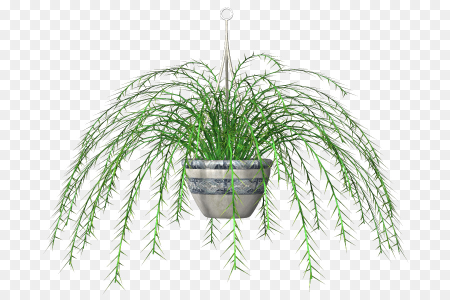 Plante En Pot，Verdure PNG