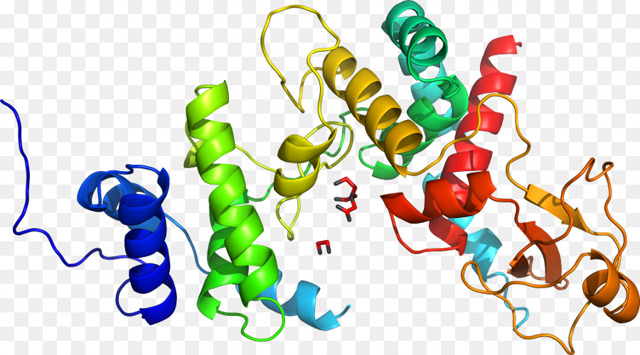 Structure Des Protéines，Molécule PNG