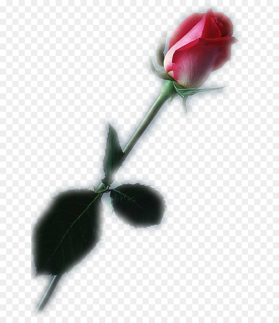 Les Roses De Jardin，Rose PNG