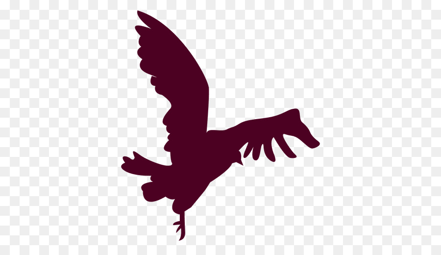 Aigle Silhouette，Faucon PNG