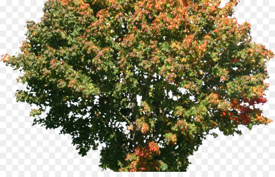 Arbres，Feuilles PNG