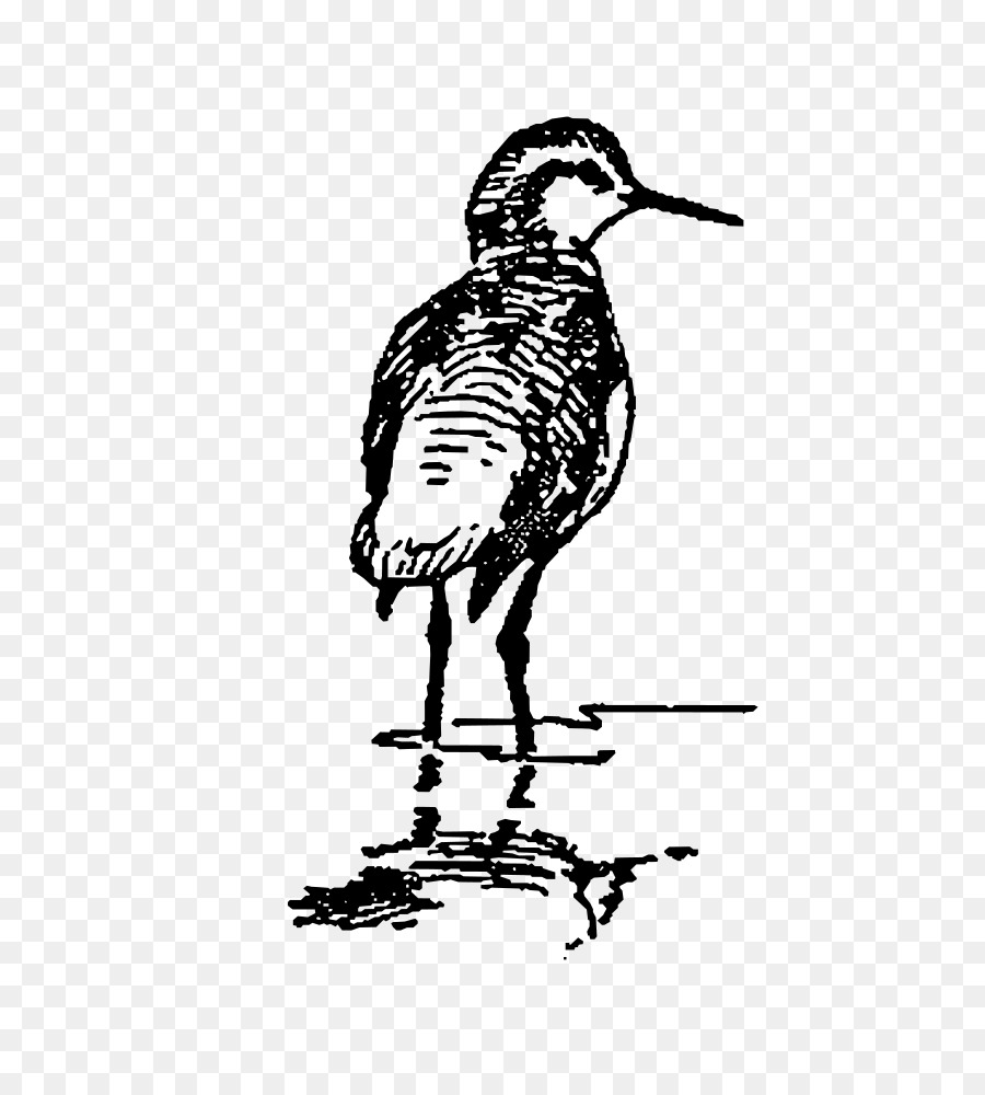 Canard，Oiseau PNG