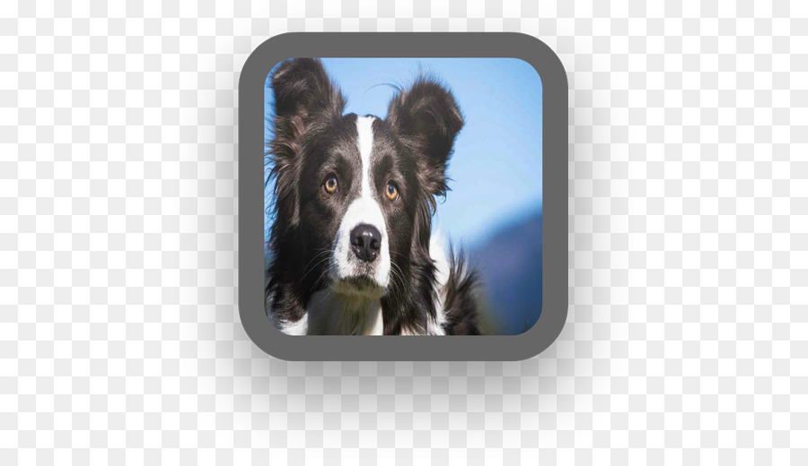 Border Collie，Colley Rugueux PNG