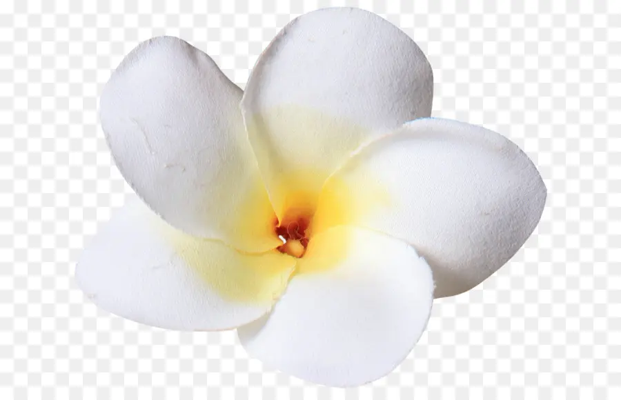 Fleurs Blanches，Centre Jaune PNG