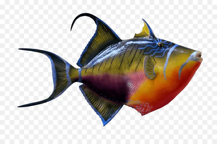 Poisson，Coloré PNG