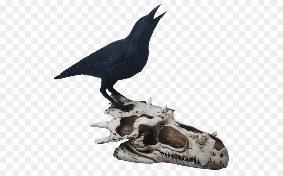 Corbeau，Crâne PNG