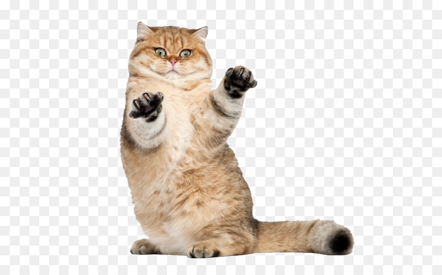 Chat Orange，Félin PNG