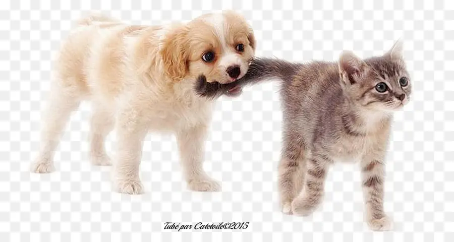 Chiot Et Chaton，Chiot PNG