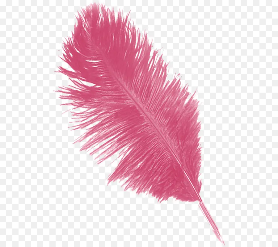 Plume Rose，Doux PNG