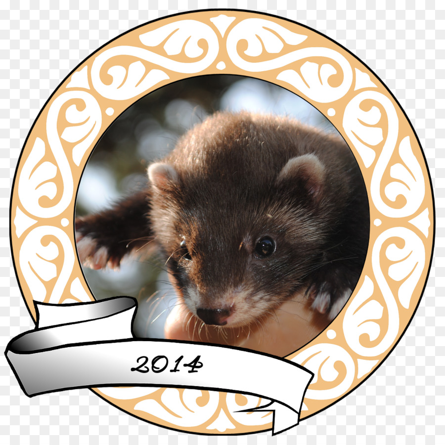 Furet，Marten PNG