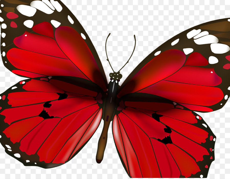 Papillon，Rose PNG