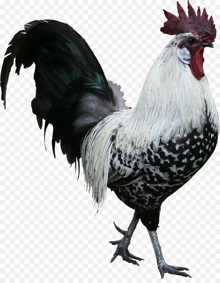 Coq，Cochin Poulet PNG