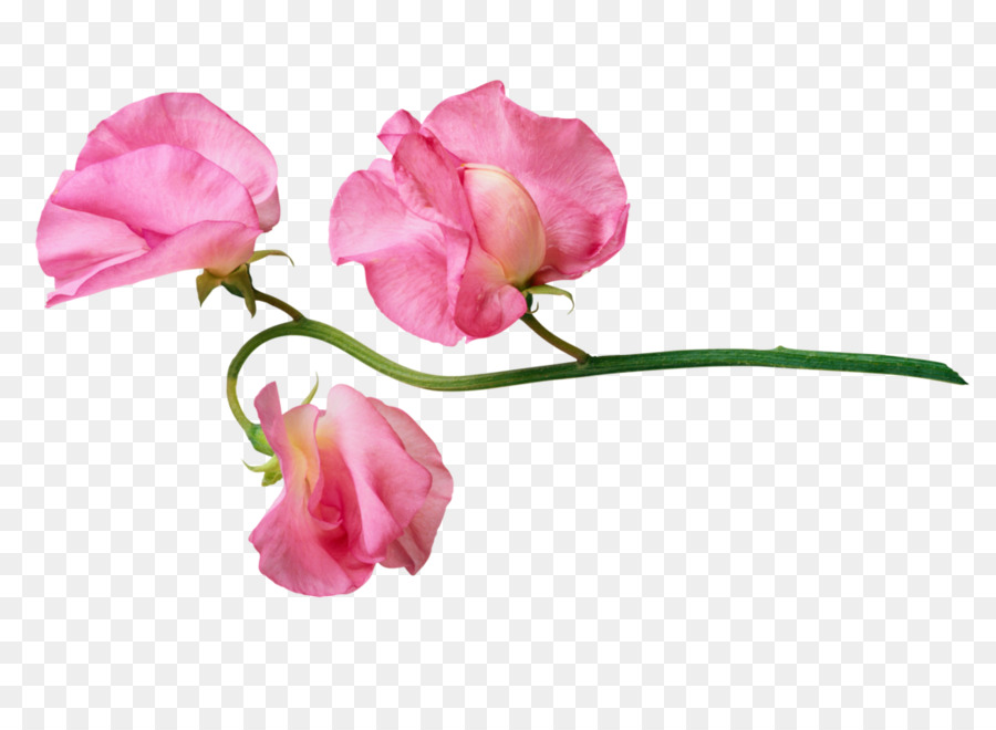 Fleurs Roses，Tige PNG