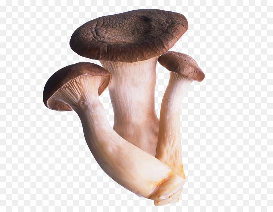 Pleurotus Eryngii，Champignon Comestible PNG