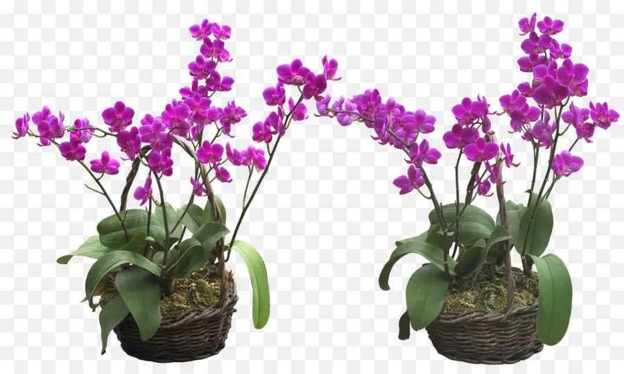 Orchidées Violettes，Fleurs PNG