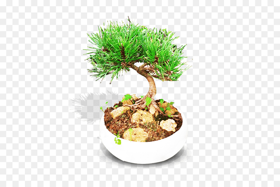 Bonsaï，Flowerpot PNG