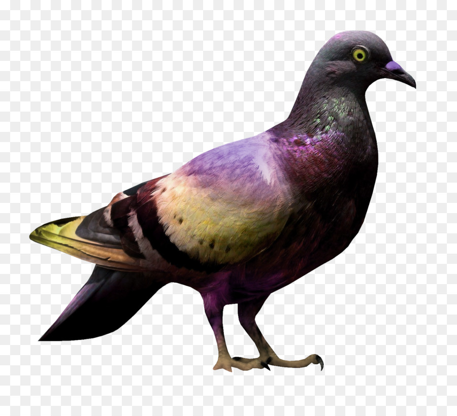 Pigeon，Coloré PNG