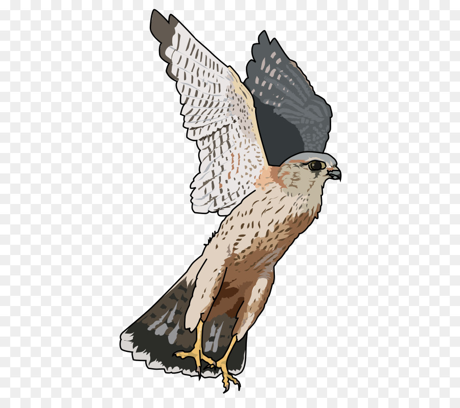 Oiseau，Merlin PNG
