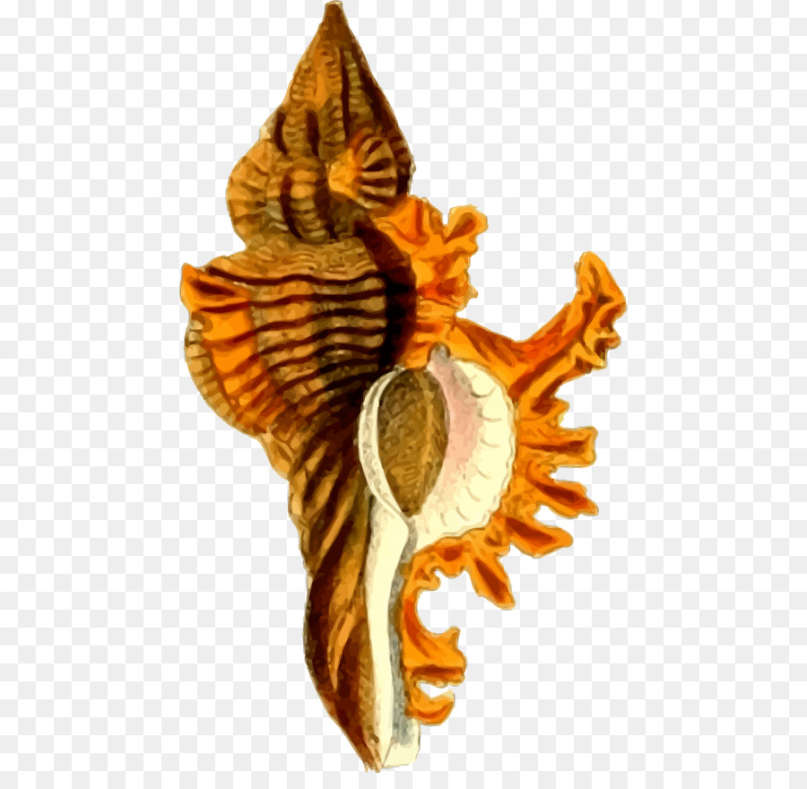 Coquillage，Coquille PNG