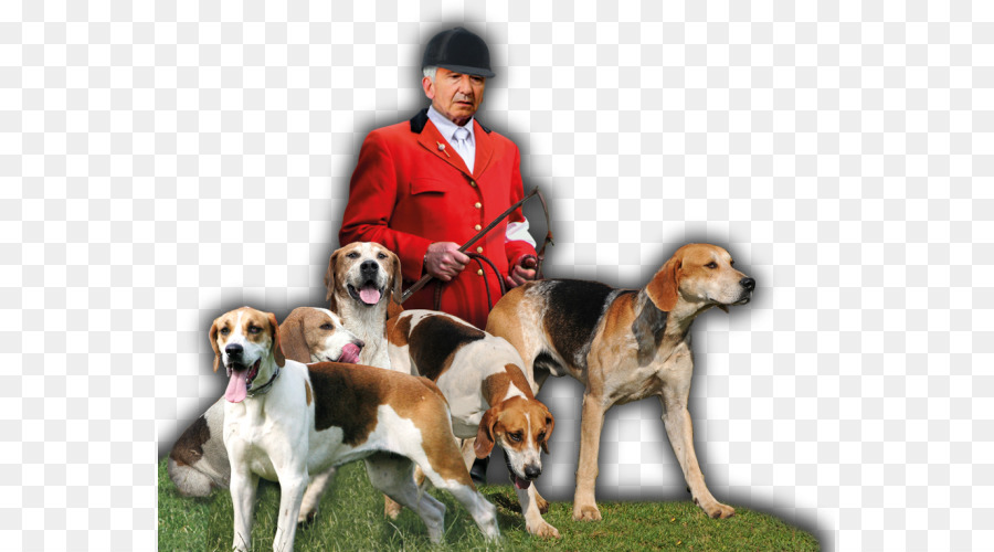 Foxhound Anglais，Foxhound Américain PNG