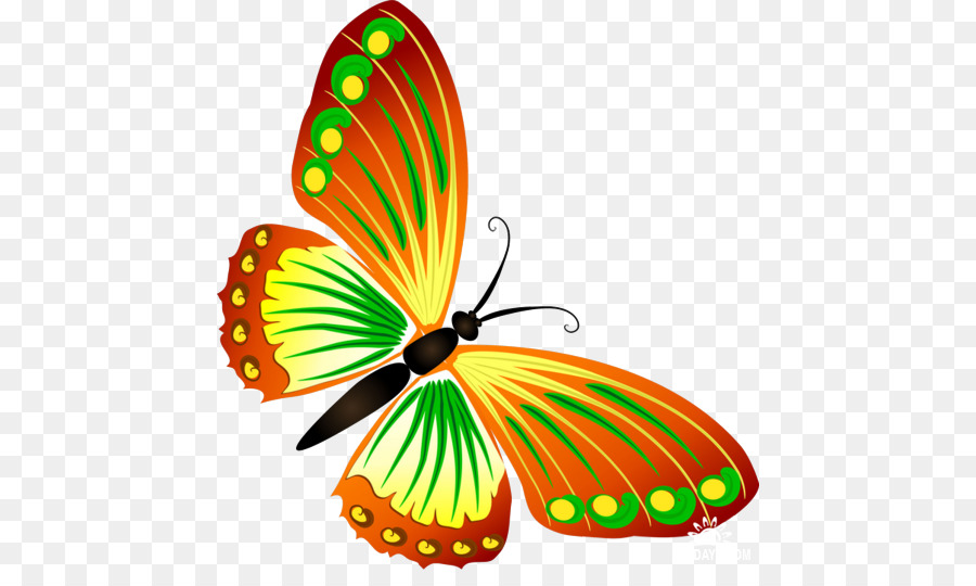 Papillon，Ailes PNG