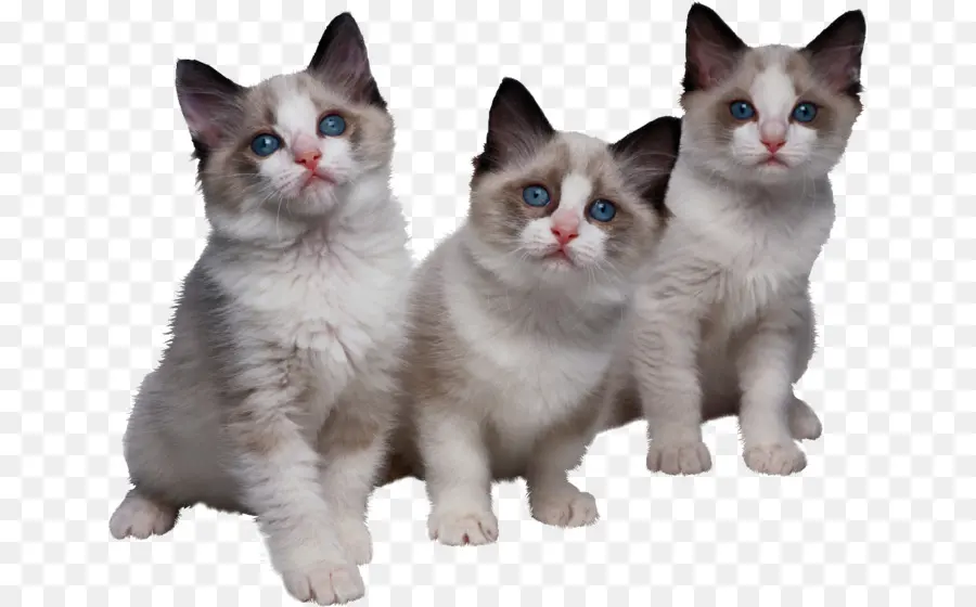 Chatons，Chats PNG