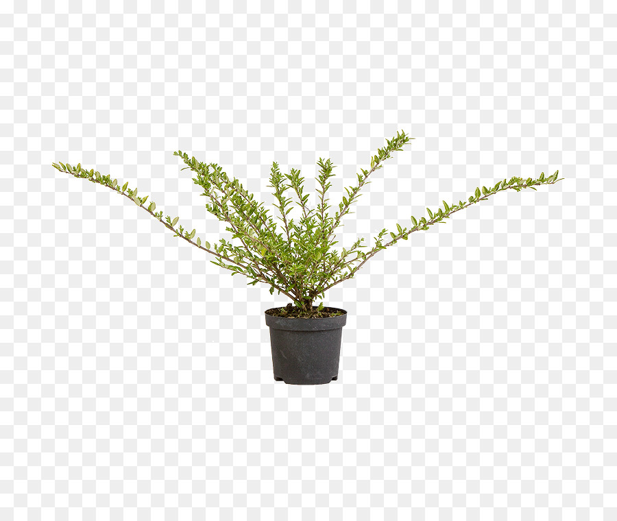 Plante En Pot，Verdure PNG