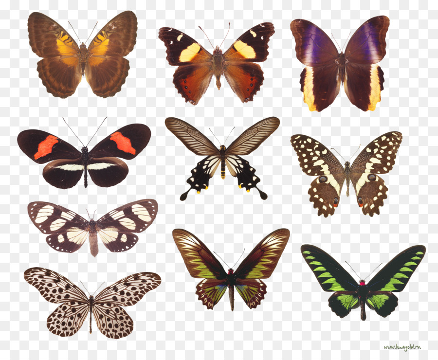 Papillons，Coloré PNG