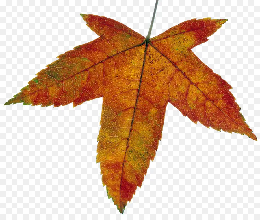 Feuille Rouge，Automne PNG