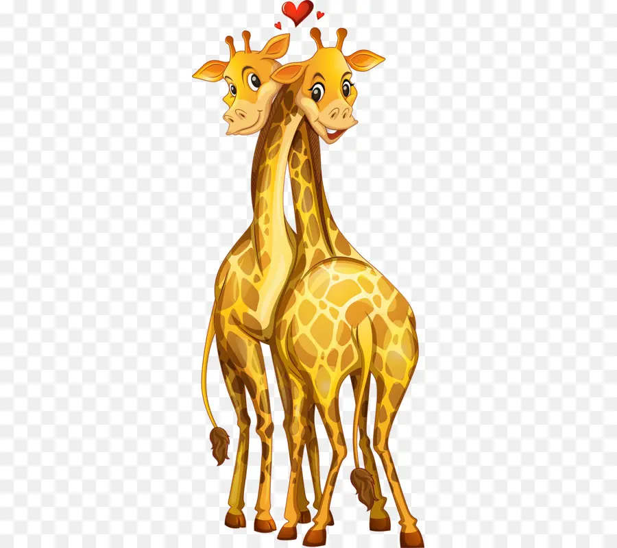 Girafes，Amour PNG