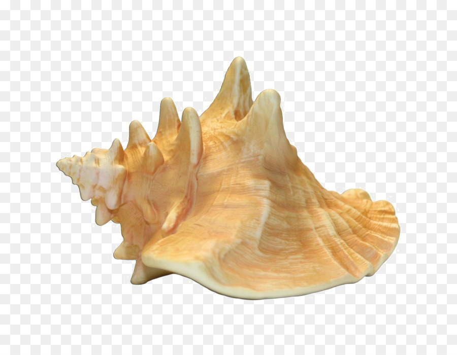 conque le lambi coquillage png conque le lambi coquillage transparentes png gratuit lambi coquillage png conque