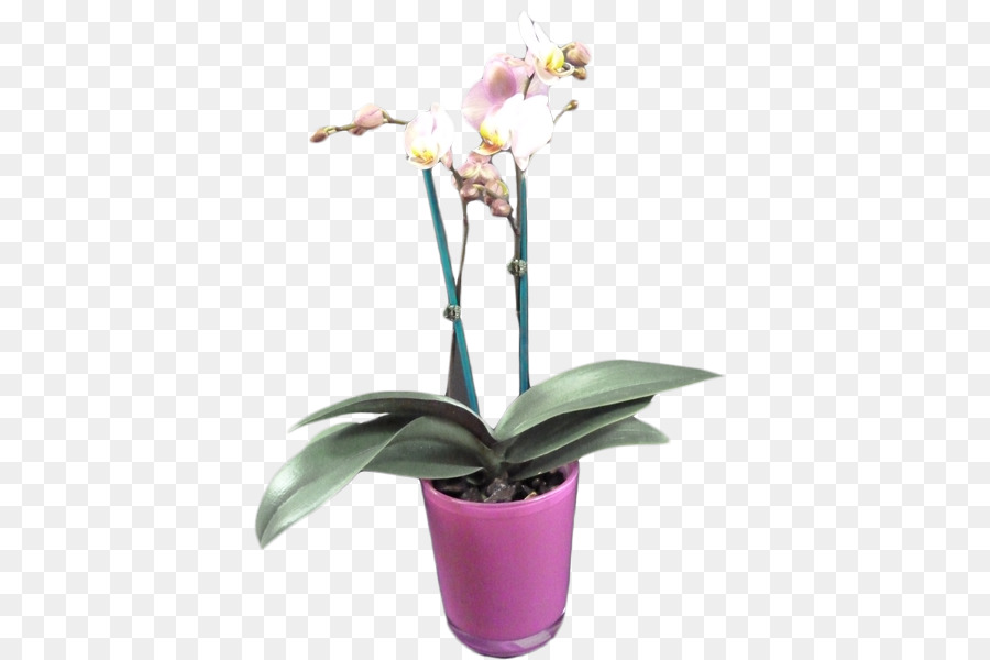 Plante D'orchidée，Fleur PNG