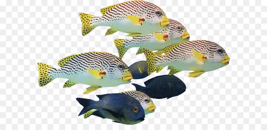 Poisson Coloré，école PNG