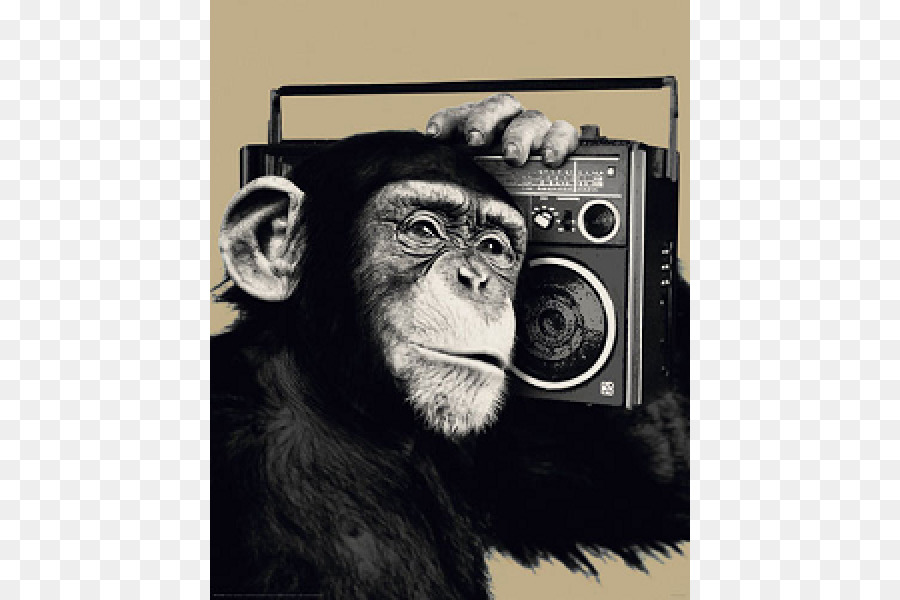 Chimpanzé，Affiche PNG