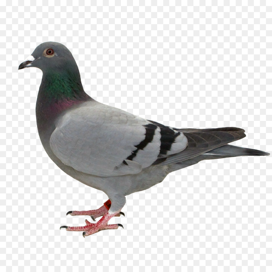 Pigeon，Colombe PNG