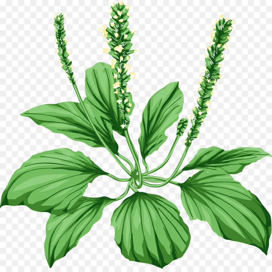 Plante Verte，Feuilles PNG