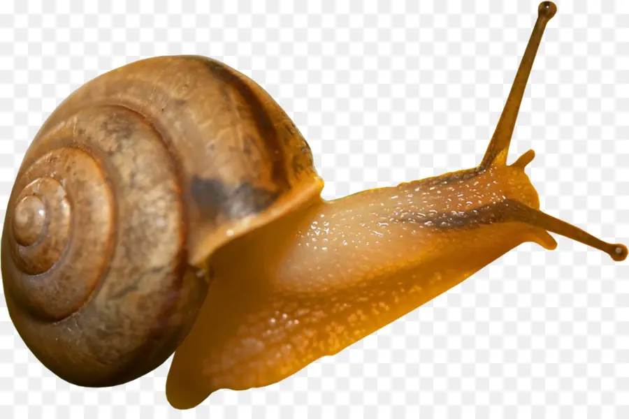 Escargot，Télécharger PNG