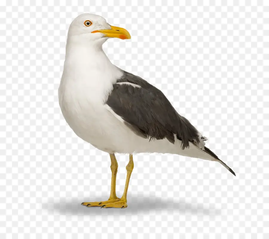 Grand Blackbacked Mouette，Européenne De Goéland PNG